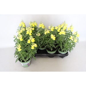 Antirrhinum Yellow