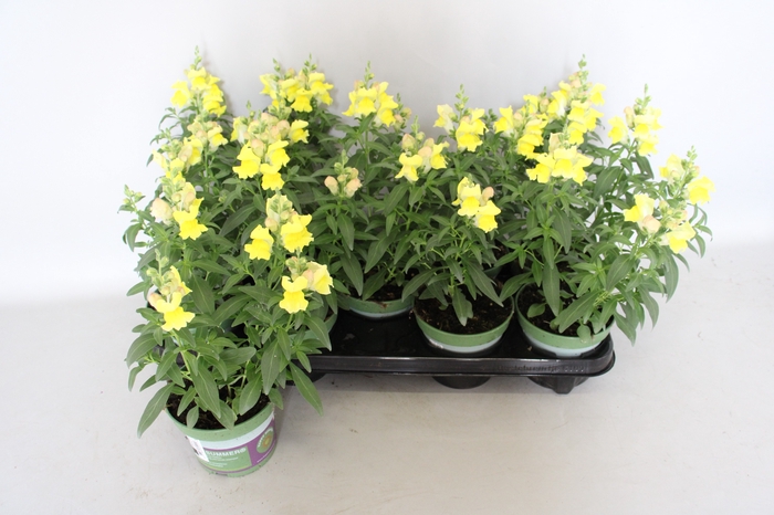 <h4>Antirrhinum Yellow</h4>
