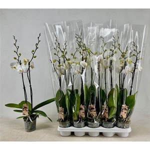 ** Phal Ov Wit 2 Branches 18+ * Autumn Promo *