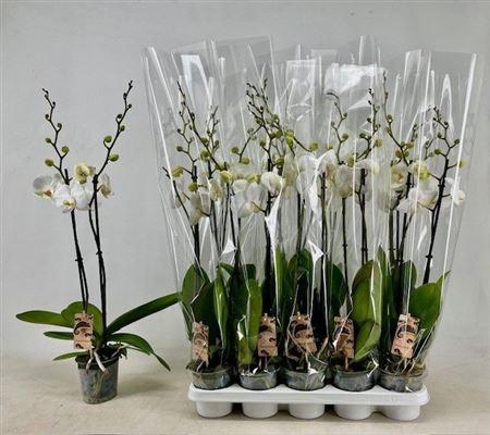 <h4>** Phal Ov Wit 2 Branches 18+ * Autumn Promo *</h4>