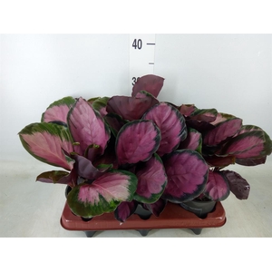 Calathea roseopicta 'Crimson'