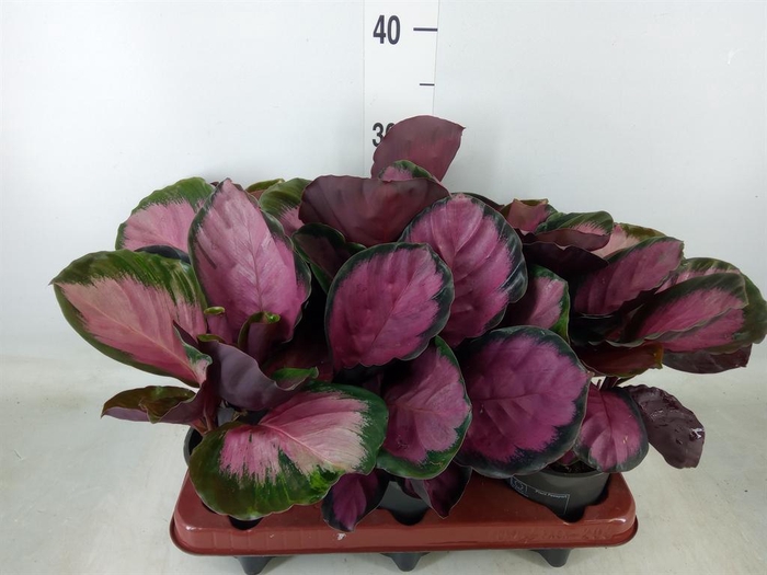 <h4>Calathea roseopicta 'Crimson'</h4>