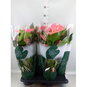 Anthurium andr. 'Colorado'