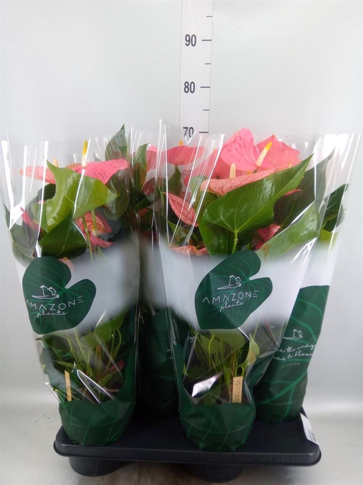 <h4>Anthurium andr. 'Colorado'</h4>