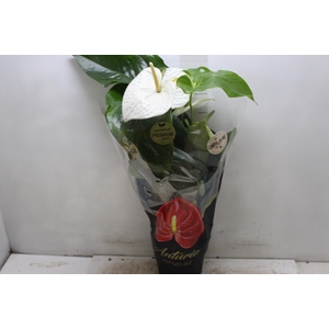 ANTHURIUM ALASKA P17 PREMIUM