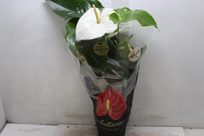 <h4>ANTHURIUM ALASKA P17 PREMIUM</h4>