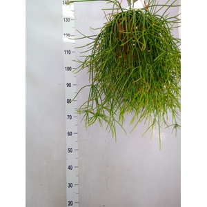 Rhipsalis   ...