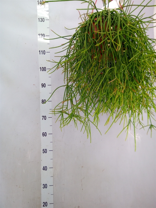 <h4>Rhipsalis   ...</h4>