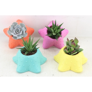 arr3 Demi - Ker. starfish mix x6
