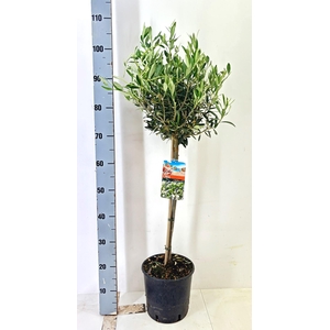 OLEA EUROPAEA