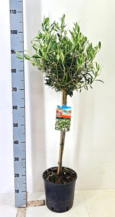 <h4>OLEA EUROPAEA</h4>