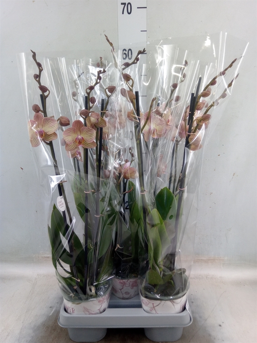 <h4>Phalaenopsis   ...yellow</h4>