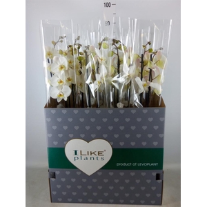 Phalaenopsis   ...white