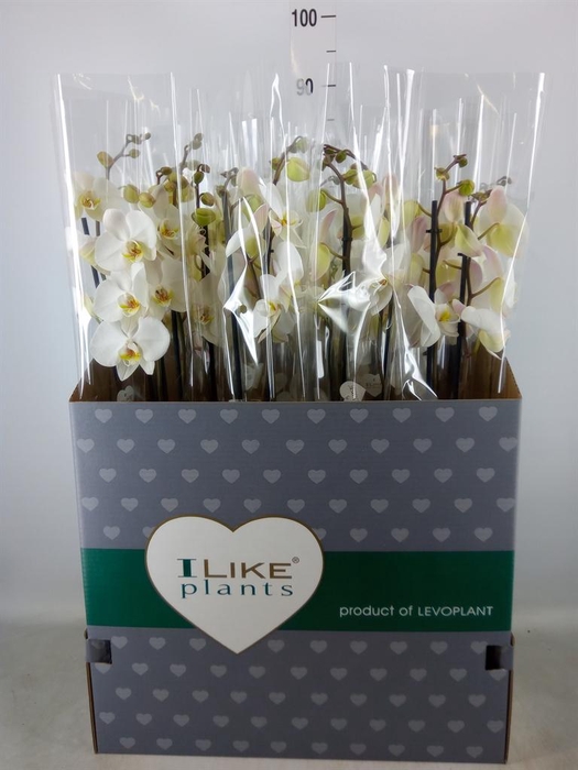 <h4>Phalaenopsis   ...white</h4>