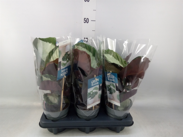 <h4>Calathea   ...</h4>