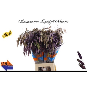 CHASMANTHI LAT KBH% PURPLE