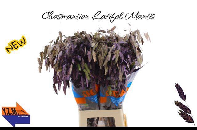 <h4>CHASMANTHI LAT KBH% PURPLE</h4>