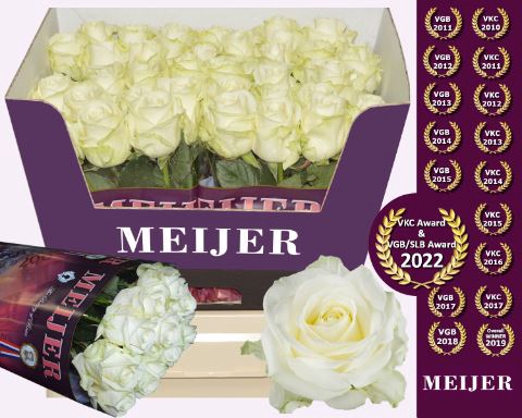 <h4>ROSA GR 'AVALANCHE'</h4>