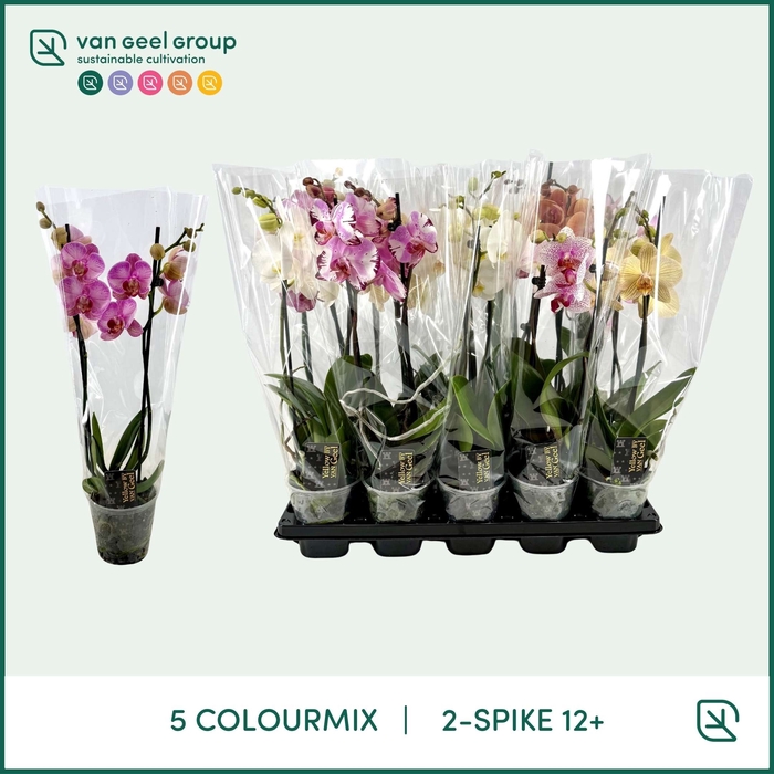 <h4>PHAL GEM 5 KL</h4>