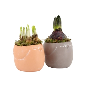 11454: Outdoor spring arrangement