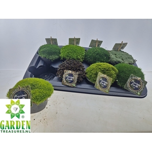 VASTE PLANTEN OV