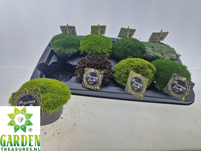 <h4>VASTE PLANTEN OV</h4>
