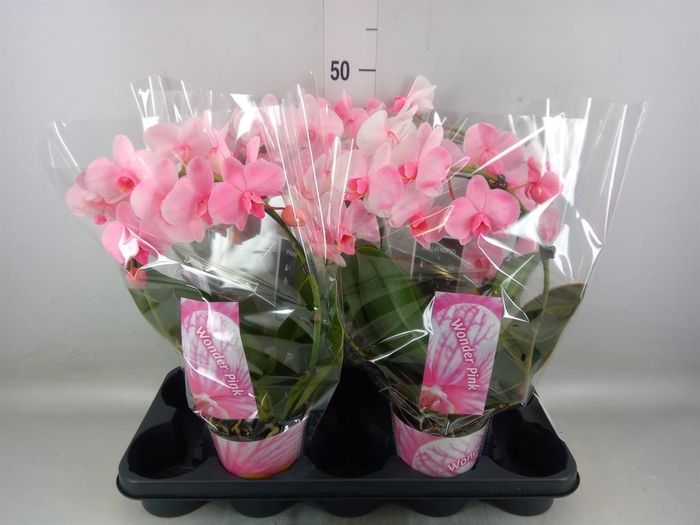 <h4>Phalaenopsis ...</h4>