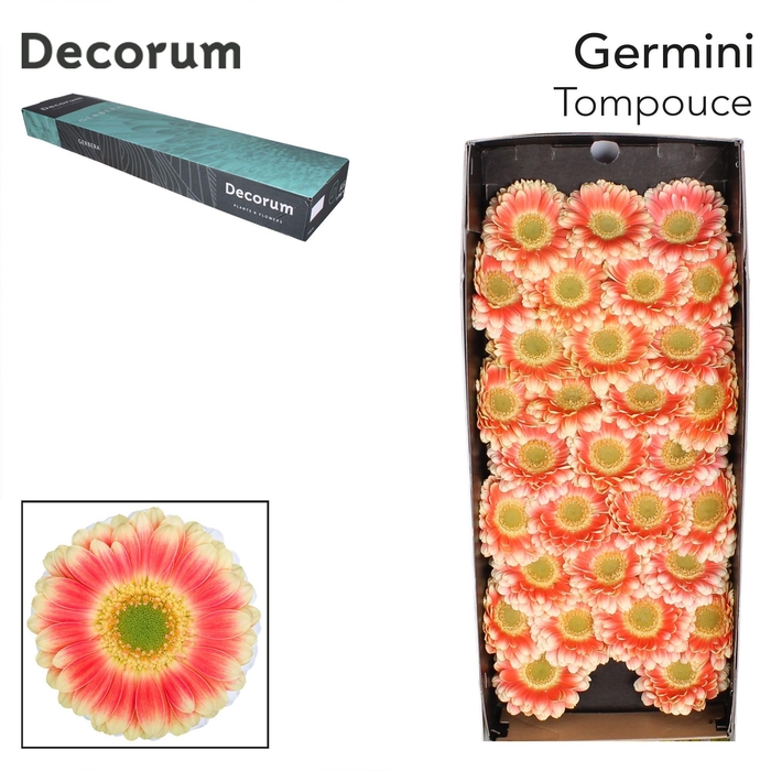 <h4>Germini Tompouce Doos</h4>
