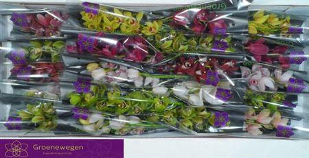 <h4>Cymb Mi Gem</h4>