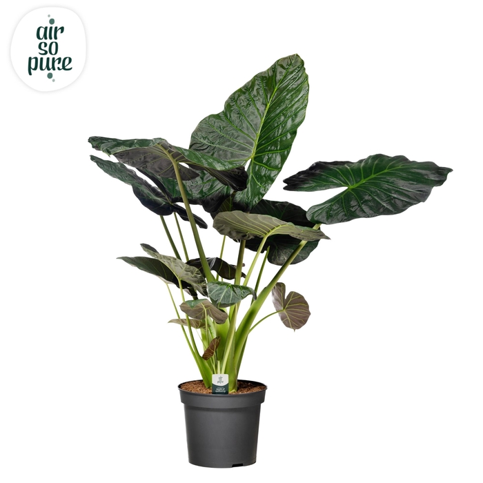 <h4>Alocasia Regal Shield p35</h4>
