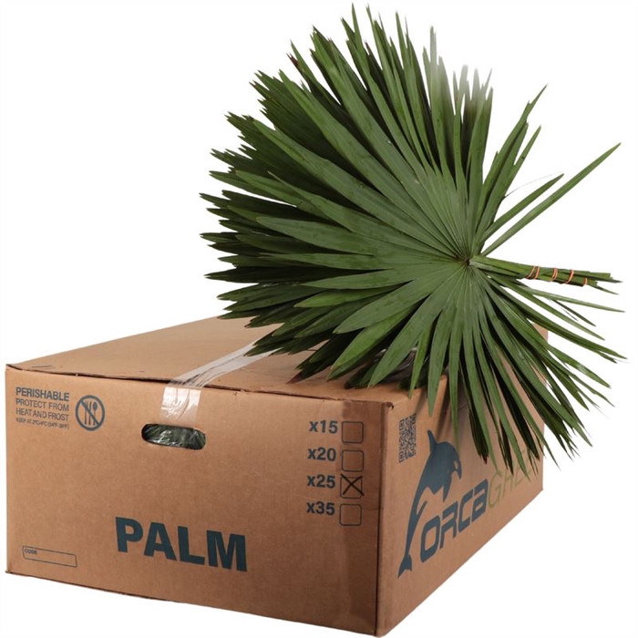 <h4>Palm Orca L x25</h4>