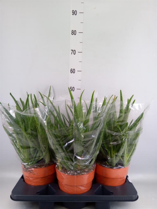 <h4>Aloe vera</h4>