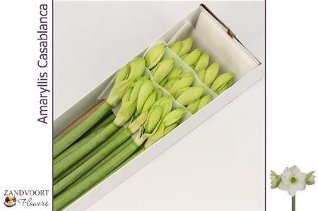 <h4>Hipp Ga Casablanca X15</h4>