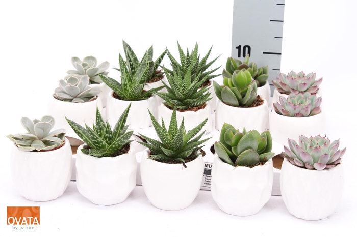 <h4>SUCC GEM 5 SRT</h4>