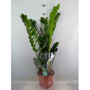 Zamioculcas zamiifolia