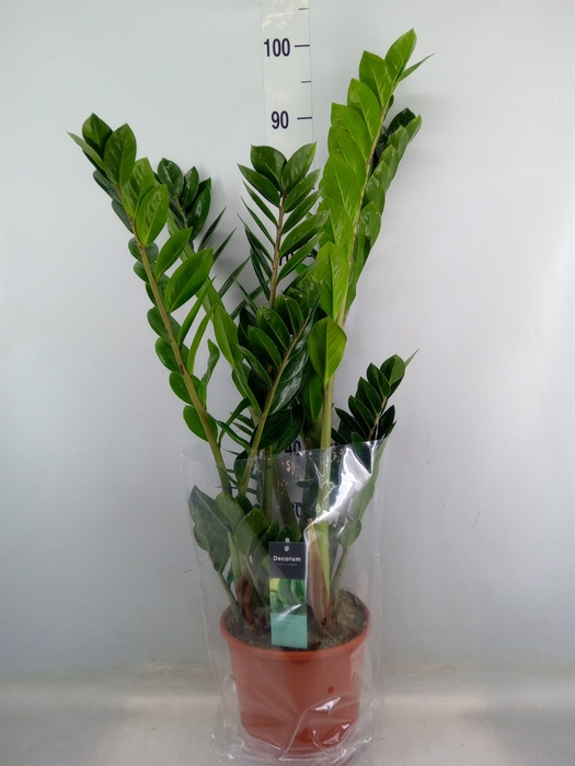 <h4>Zamioculcas zamiifolia</h4>