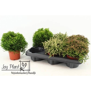 RHIPSALIS GEM
