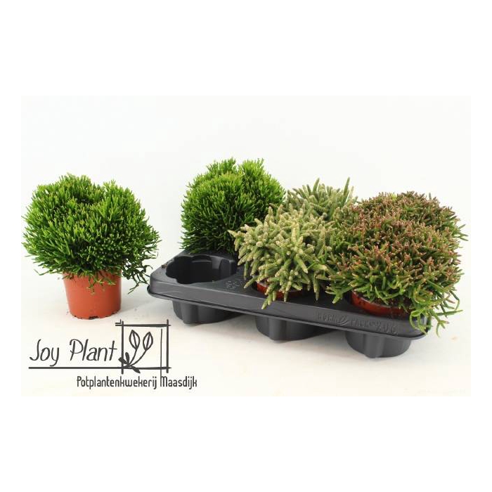 <h4>Rhipsalis burchellii mixed (Cites) 10,5Ø 15cm</h4>