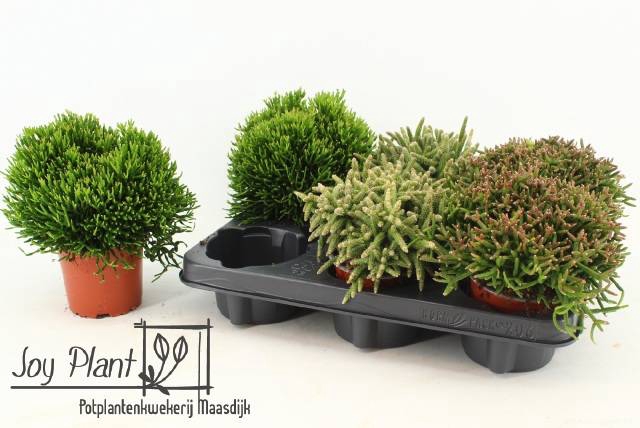 Rhipsalis burchellii mixed (Cites) 10,5Ø 15cm