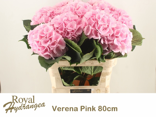 <h4>HYDR M CH VERENA</h4>
