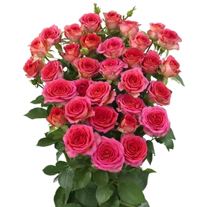 Rosa TR 'Chimo' BRAAM