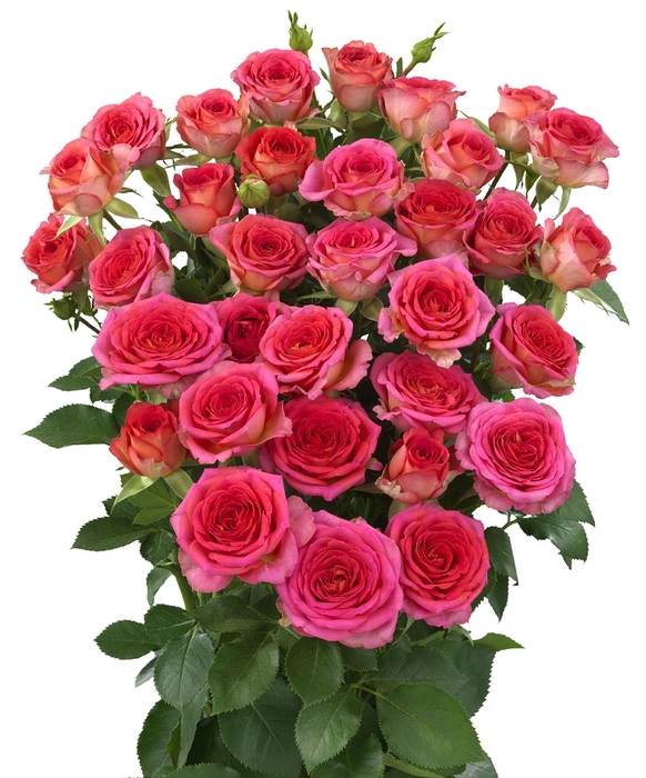 <h4>Rosa TR 'Chimo' BRAAM</h4>