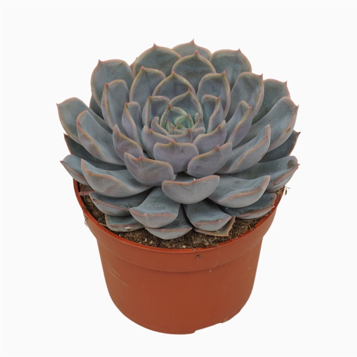 <h4>Echeveria  'Orion'</h4>