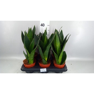 Sansevieria trifa.   ...