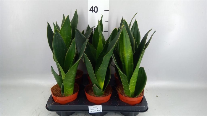 <h4>Sansevieria trifa.   ...</h4>