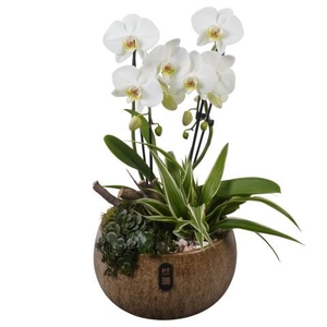 PTIB5345 Arrangementen kamerplanten