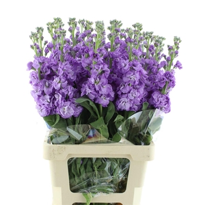 Matth Incana Iron Purple Extra