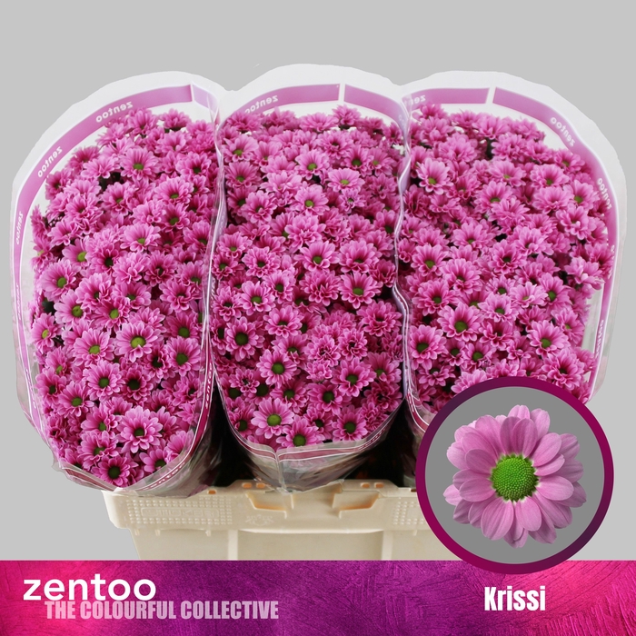 <h4>CHR S AAA KRISSI</h4>