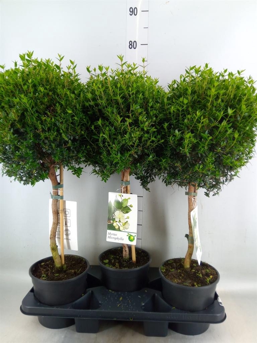 <h4>Myrtus communis</h4>