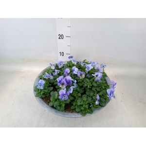 Viola corn. 'Endurio Sky Blue Mart'